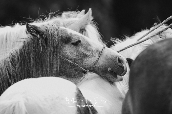 Borris Horse Fair 2023 (by Aoife)
